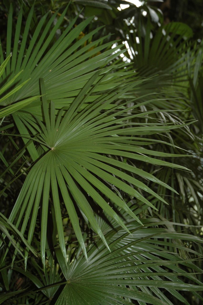 Rhapis multifida leaf