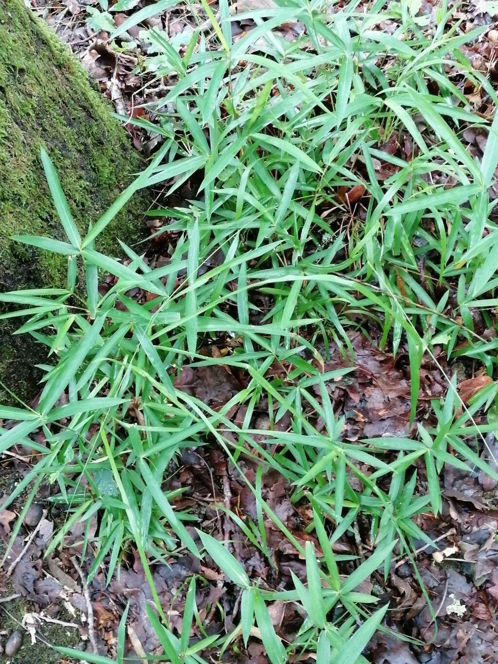 Leersia virginica leaf