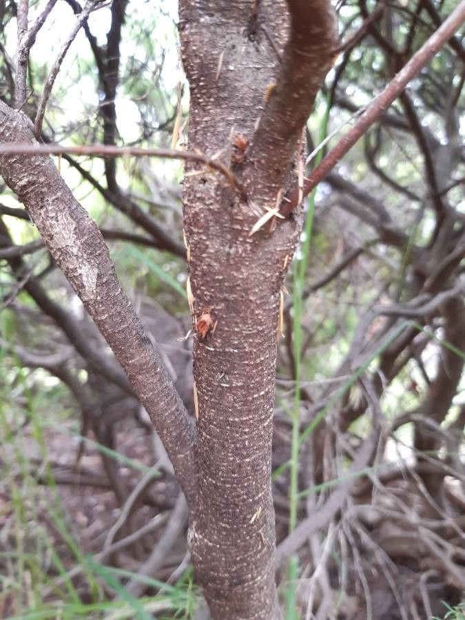 Coleonema pulchrum bark