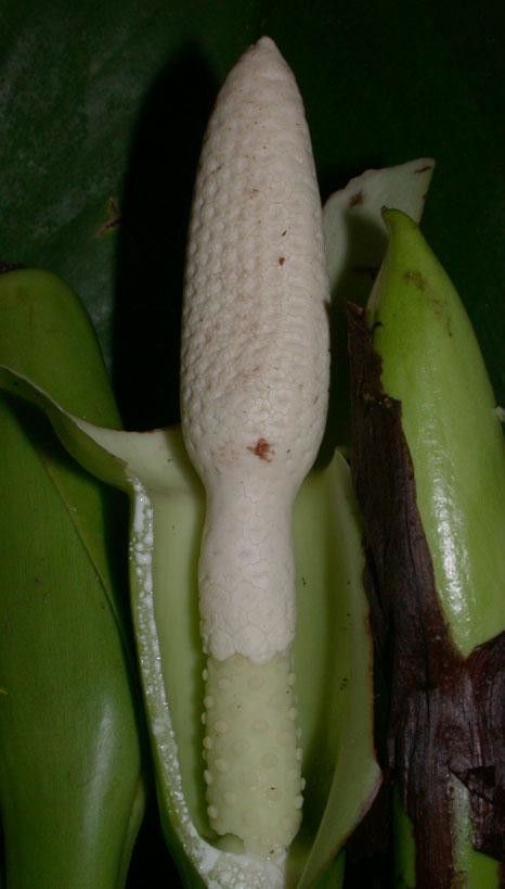 Syngonium macrophyllum fruit