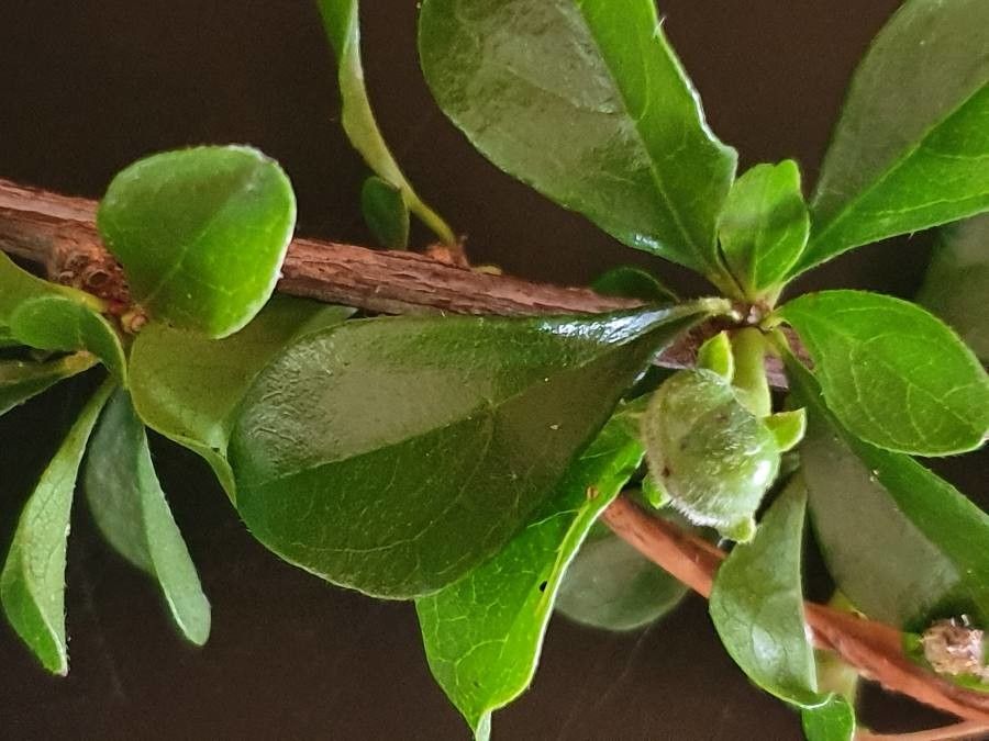 Turraea parvifolia fruit