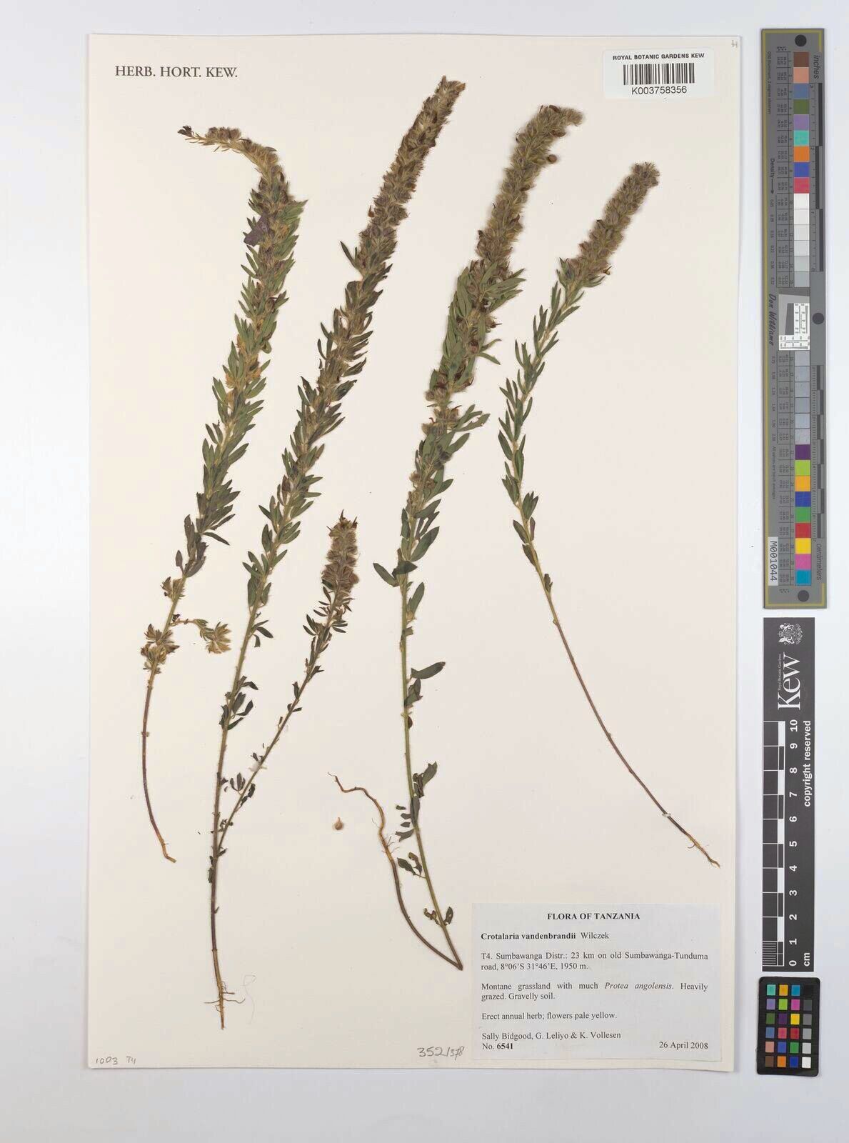 Crotalaria vandenbrandii — houseplant care guide