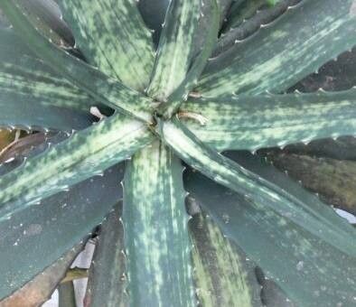 Aloe prostrata — houseplant care guide