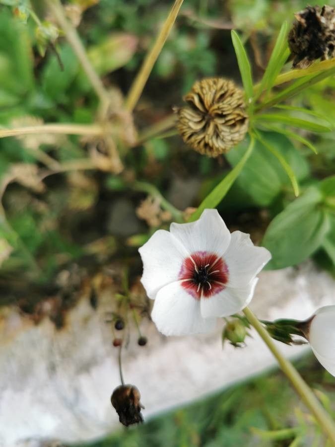 Convolvulus equitans flower