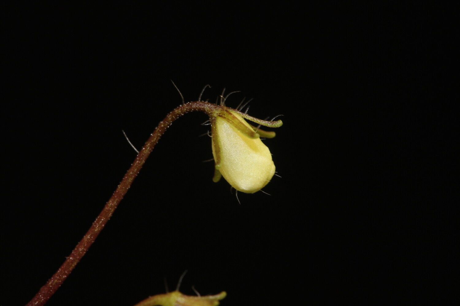 Streptocarpus andohahelensis flower