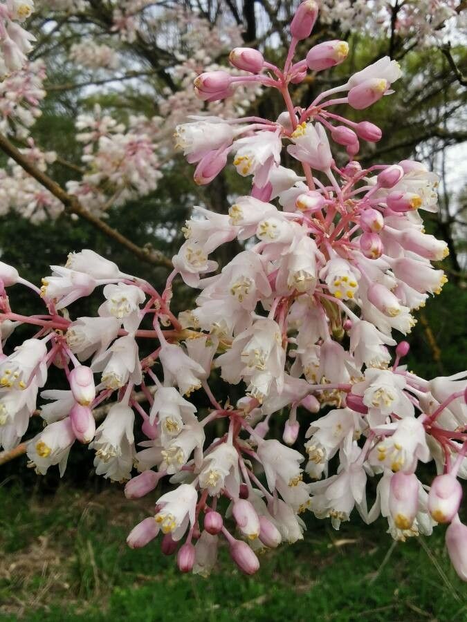 Staphylea holocarpa flower