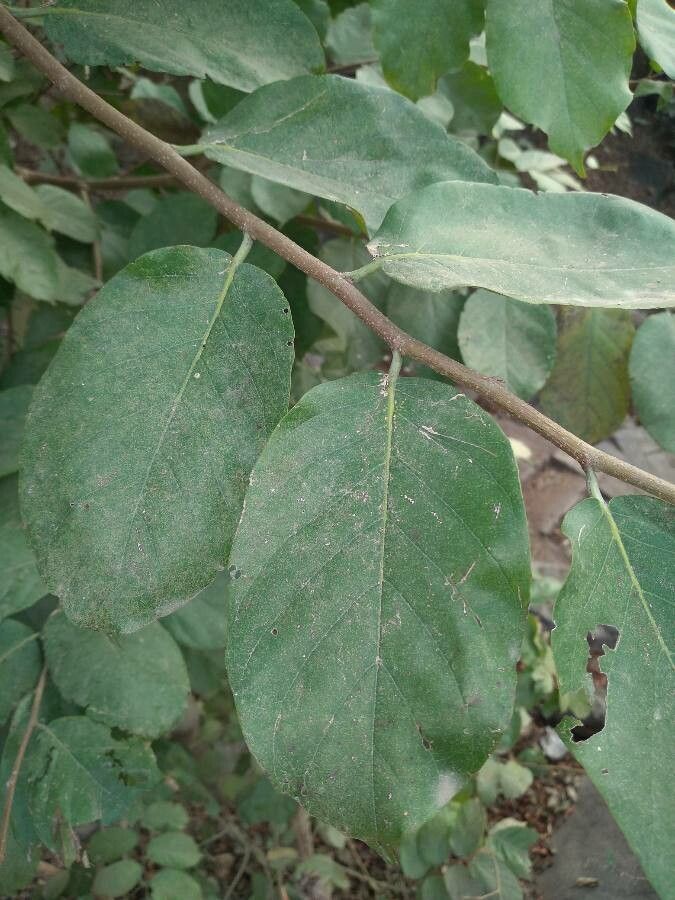 Bridelia mollis leaf