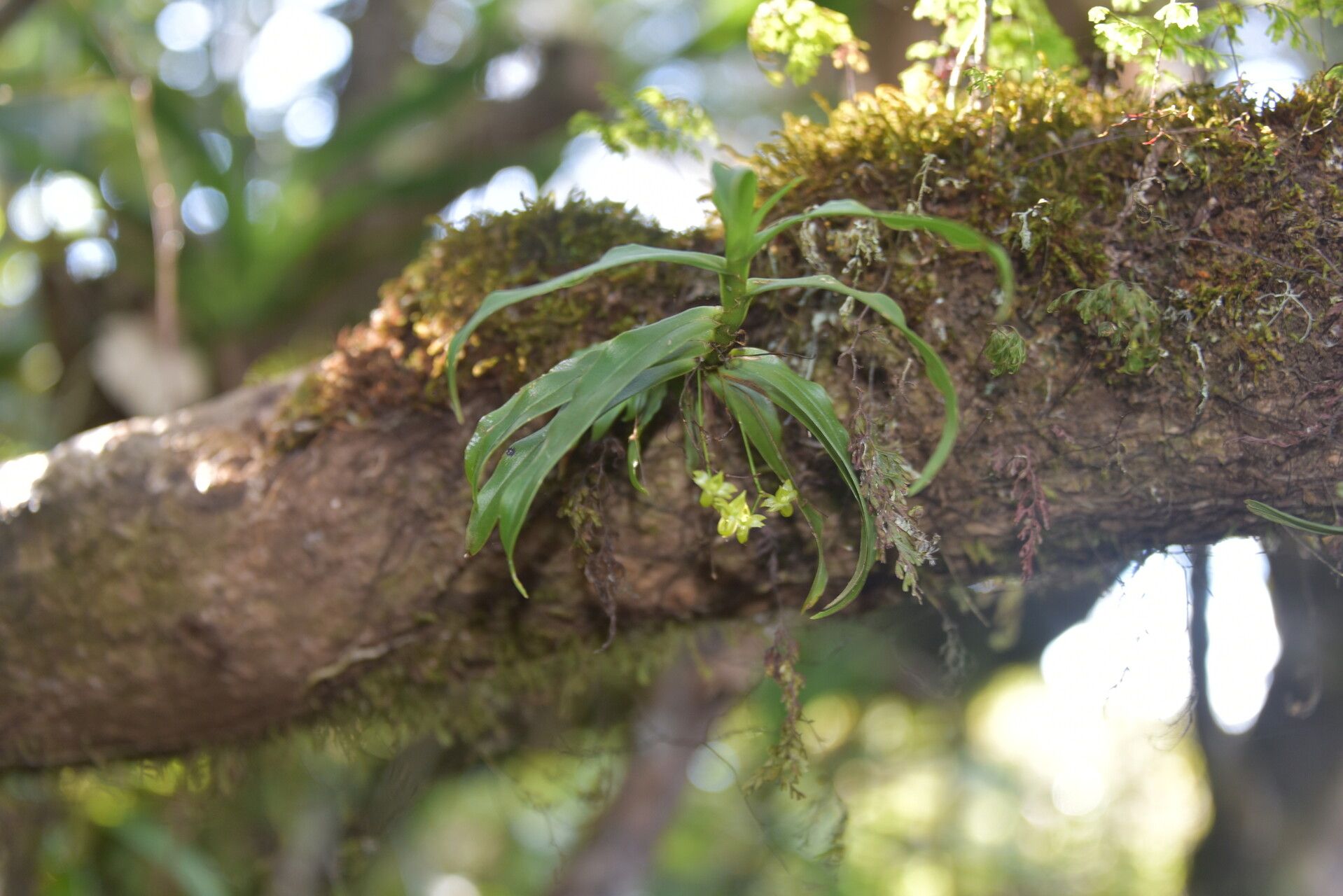 Angraecum dupontii habit
