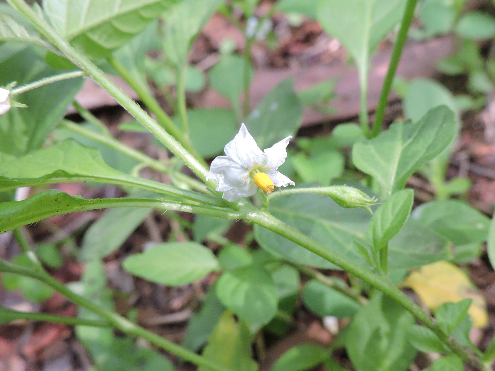 Solanum olympicum flower