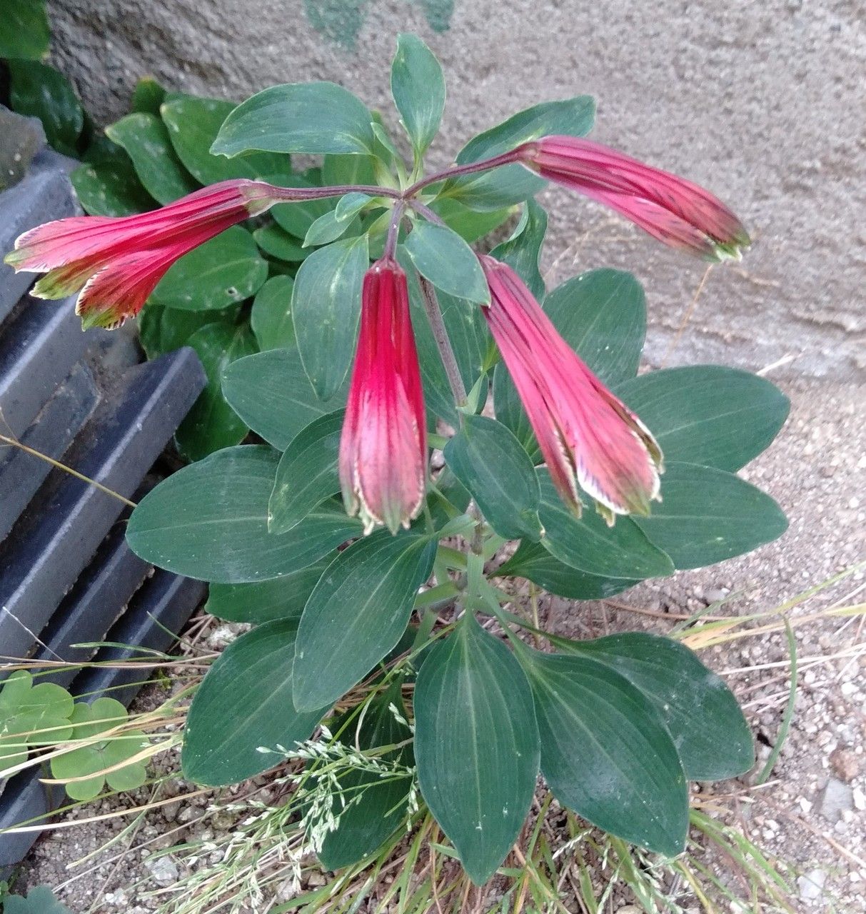 Alstroemeria pulchella habit