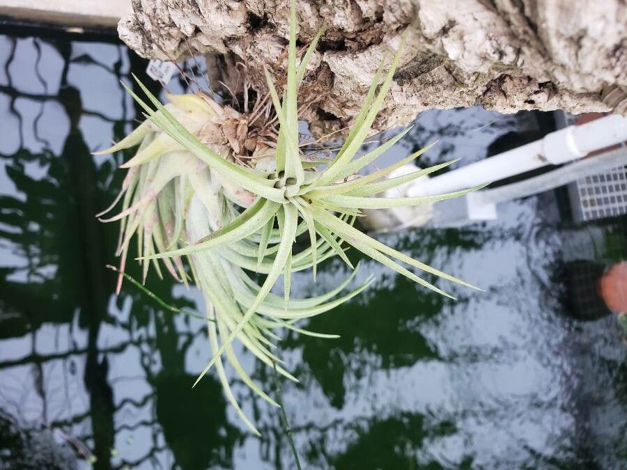 Tillandsia harrisii