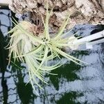 Tillandsia harrisii