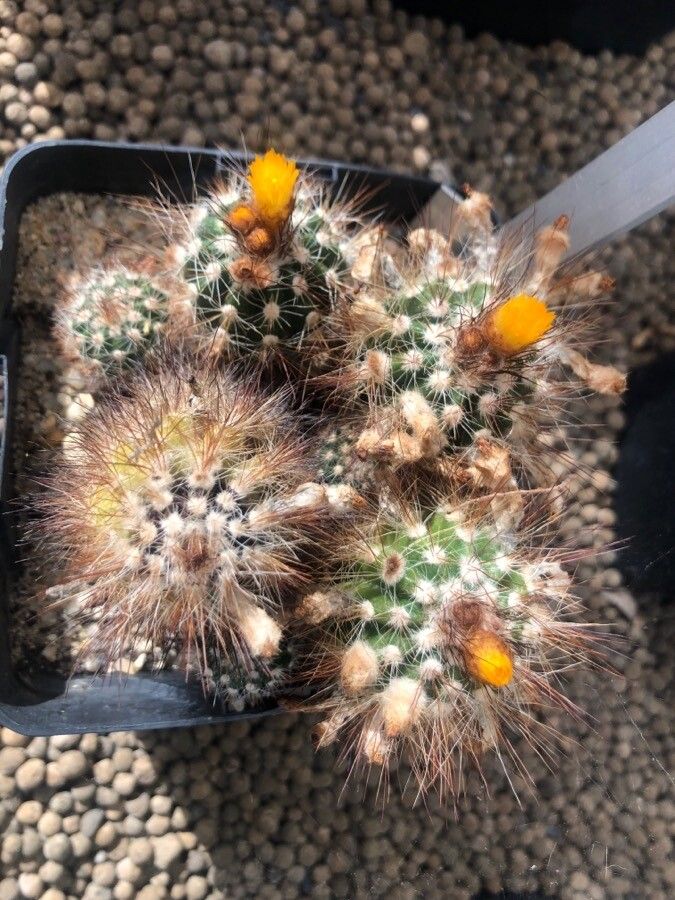 Parodia ayopayana — search result for 'Parodia'