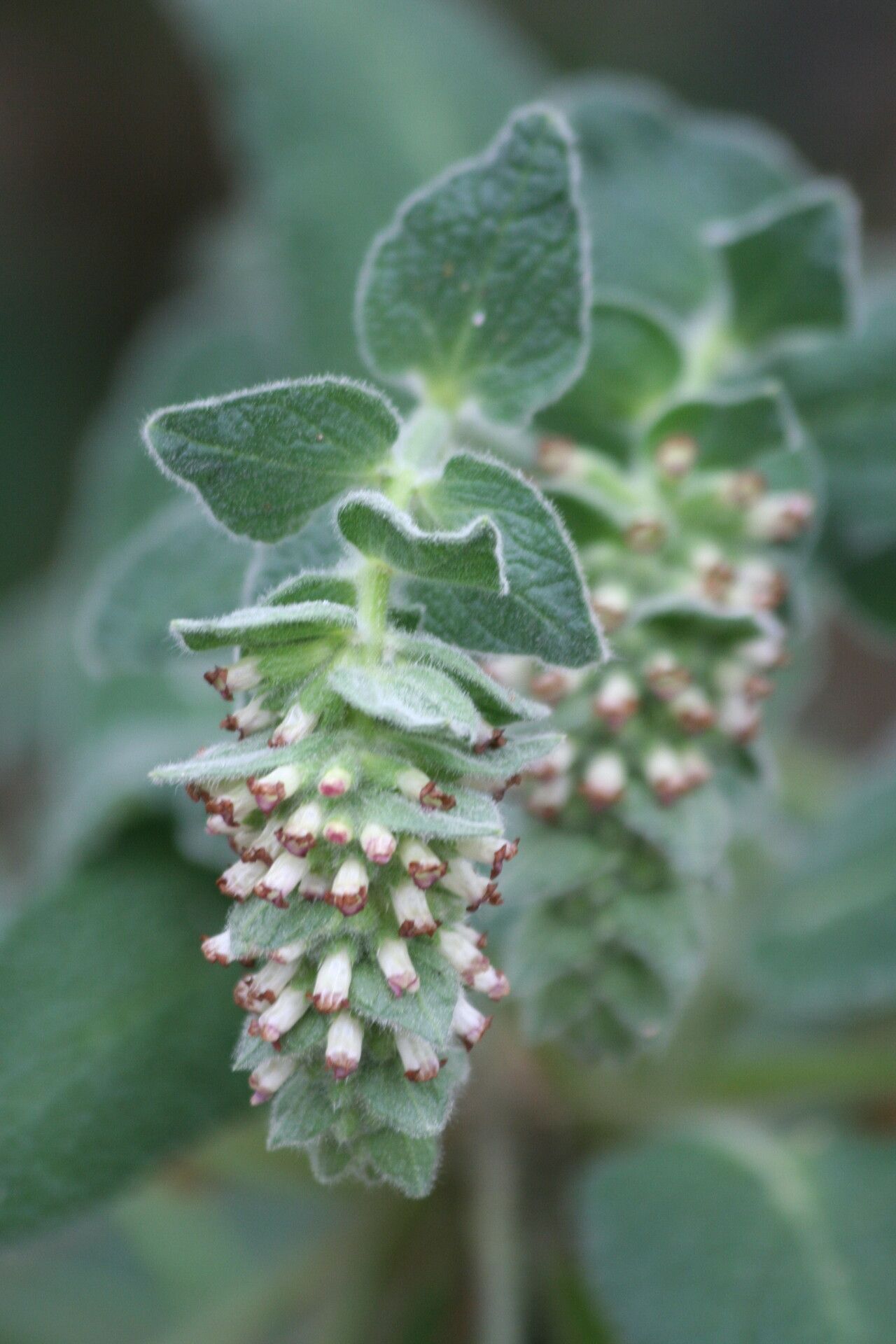 Sideritis nutans flower
