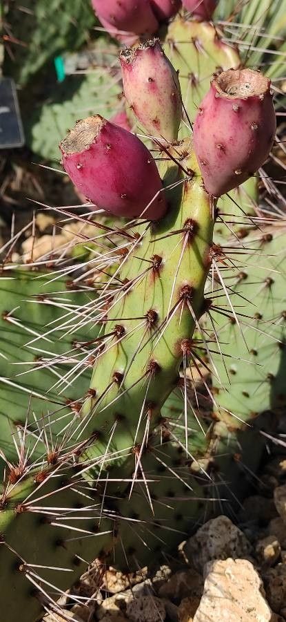 Opuntia phaeacantha fruit