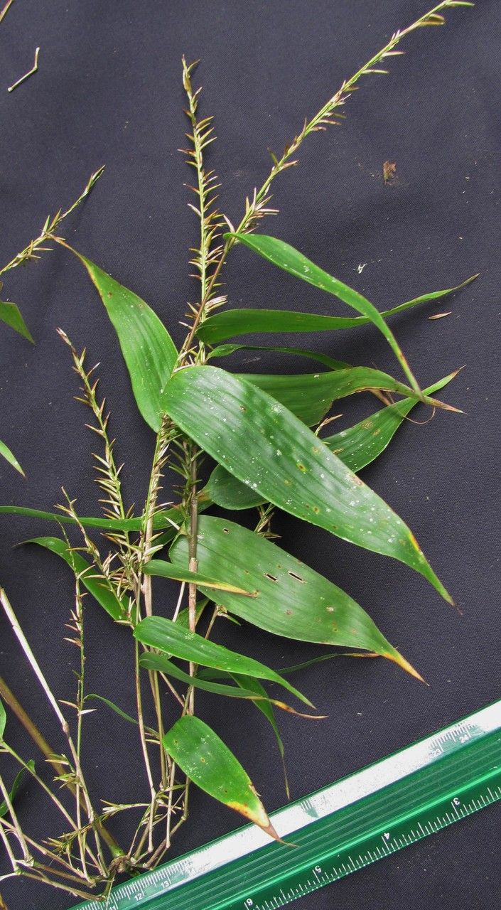 Chusquea virgata other