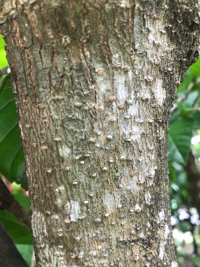 Coccoloba venosa bark