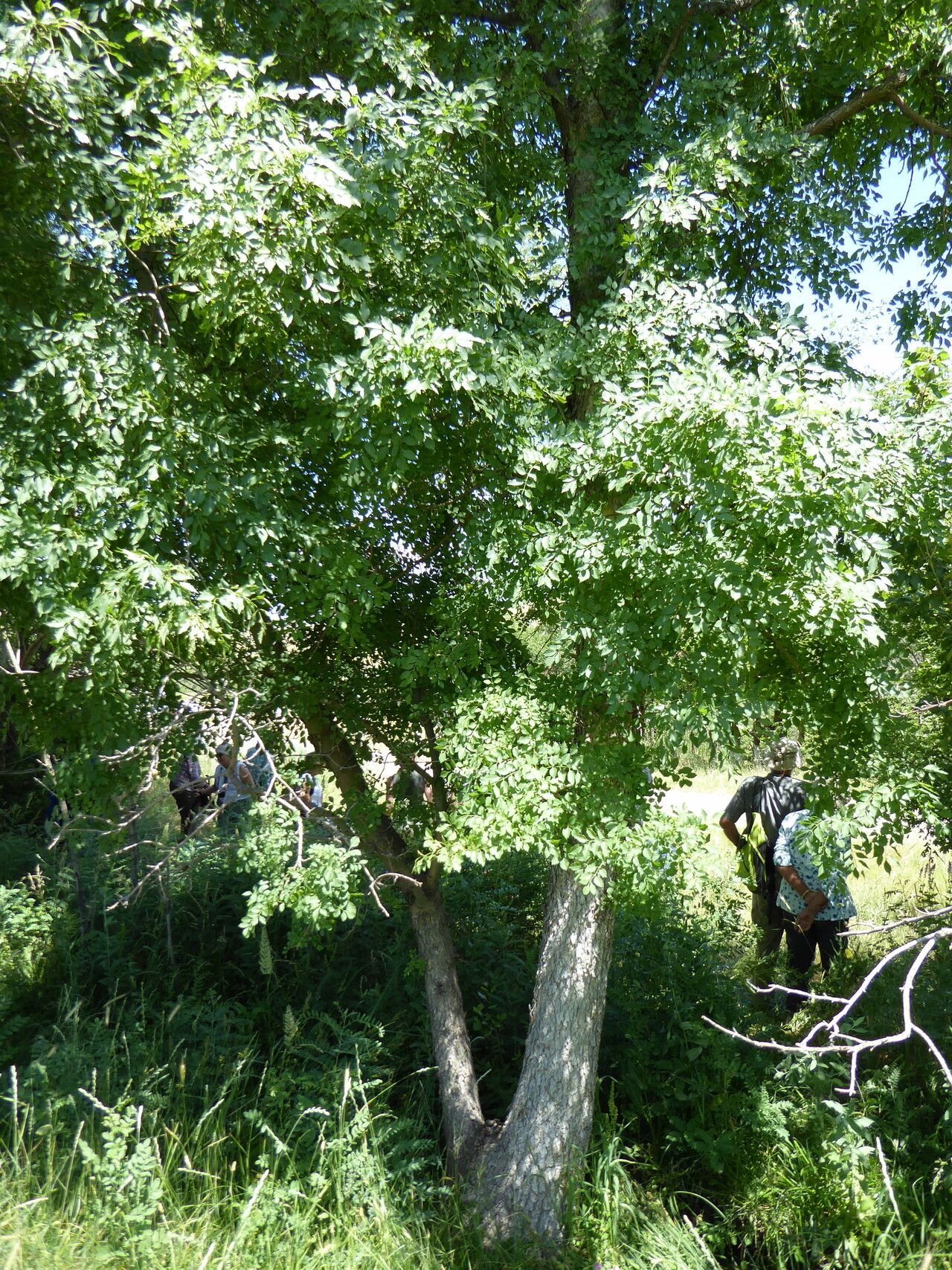 Fraxinus sogdiana habit