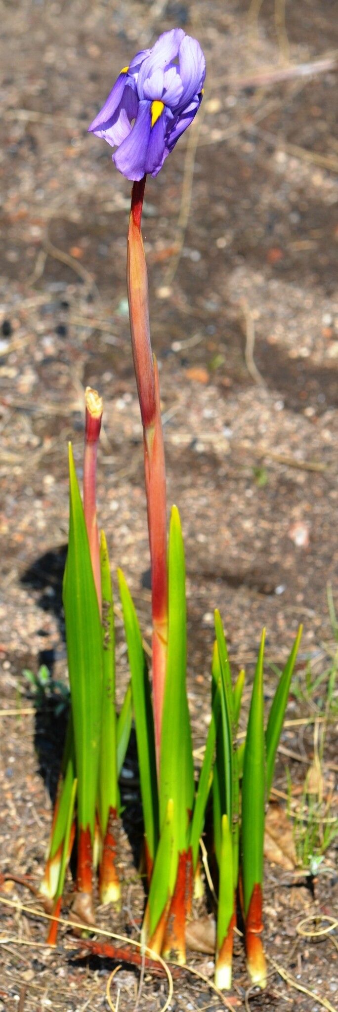 Moraea schimperi — houseplant care guide