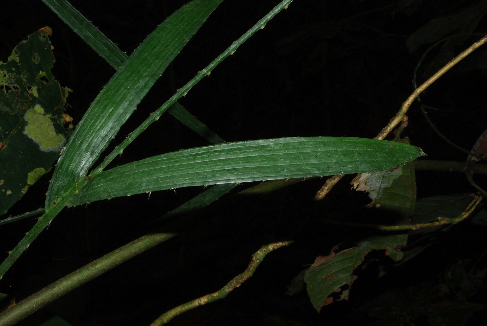 Eremospatha tessmanniana leaf
