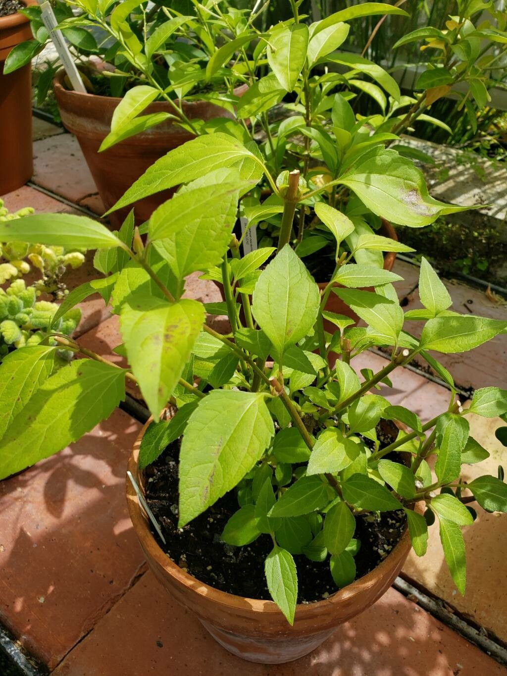 Calea ternifolia habit