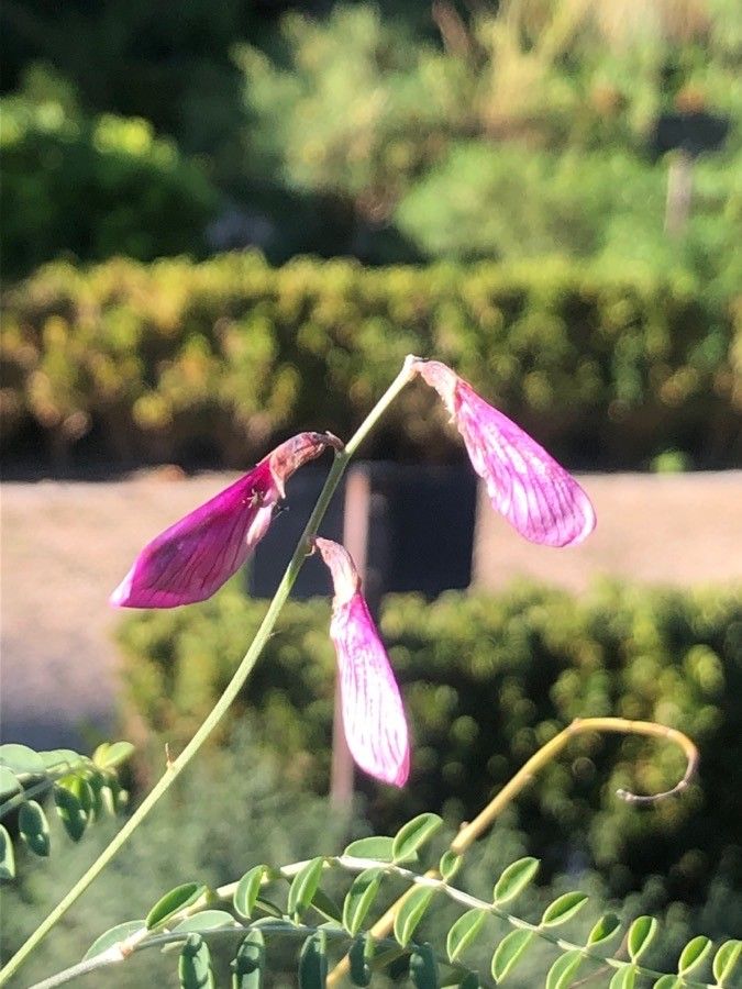 Hedysarum multijugum flower