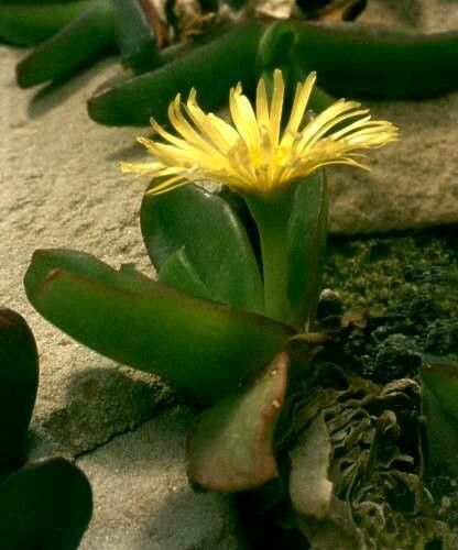 Glottiphyllum surrectum habit