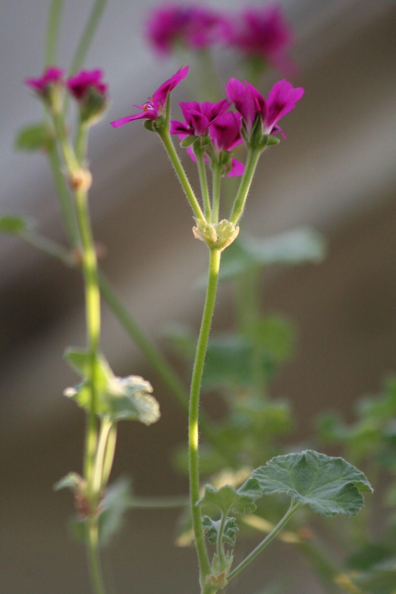 Pelargonium magenteum flower