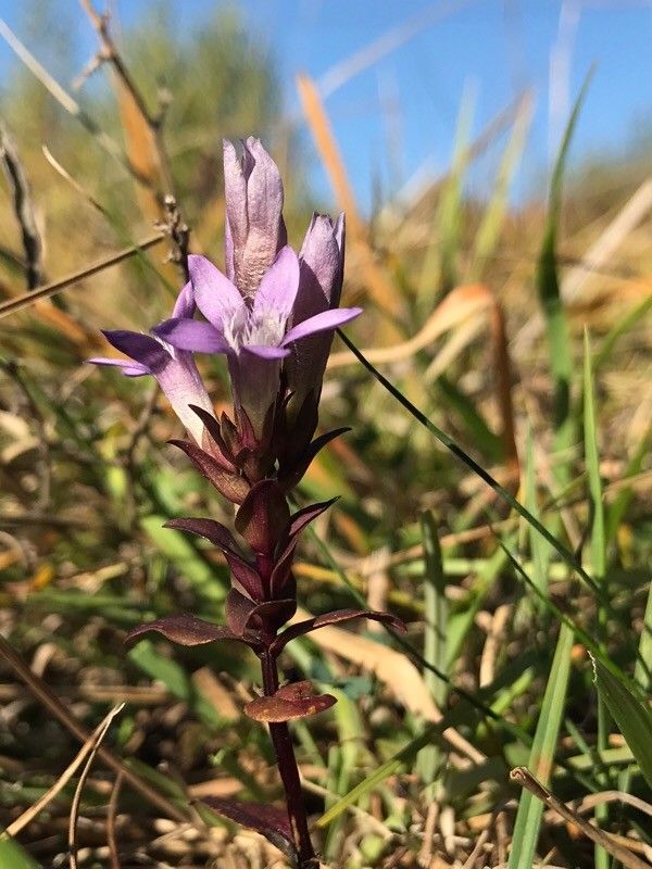 Gentianella germanica flower