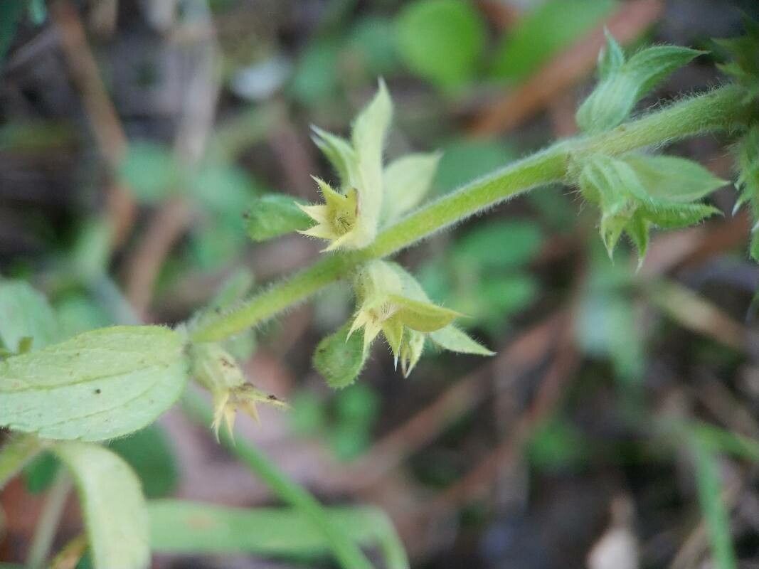 Sideritis romana fruit