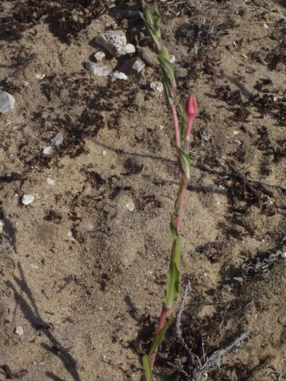 Oenothera parodiana habit