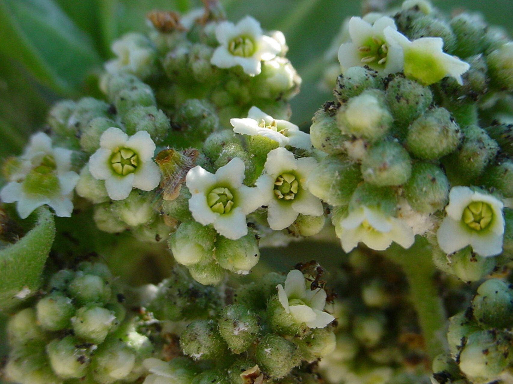 Argusia argentea flower