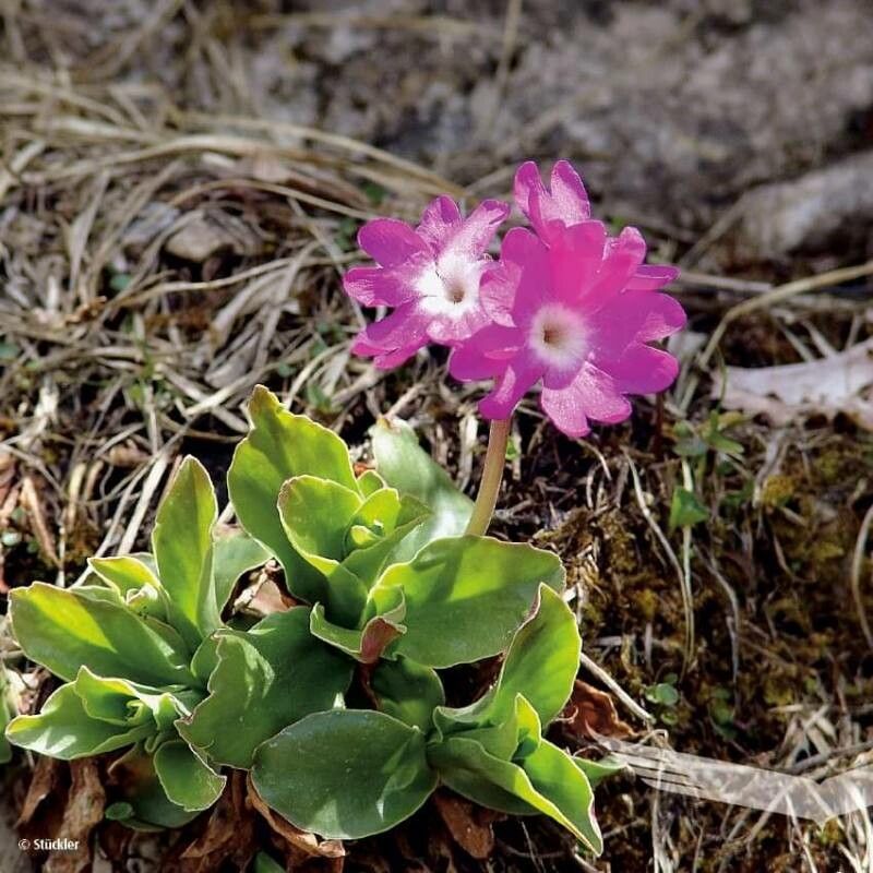 Primula spectabilis flower