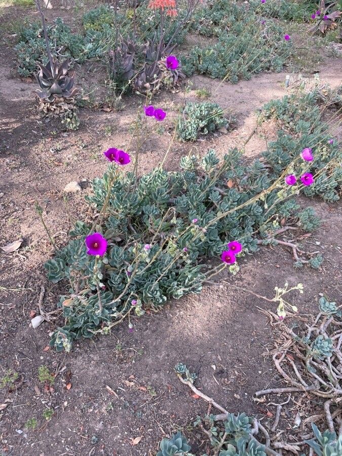 Calandrinia spectabilis habit