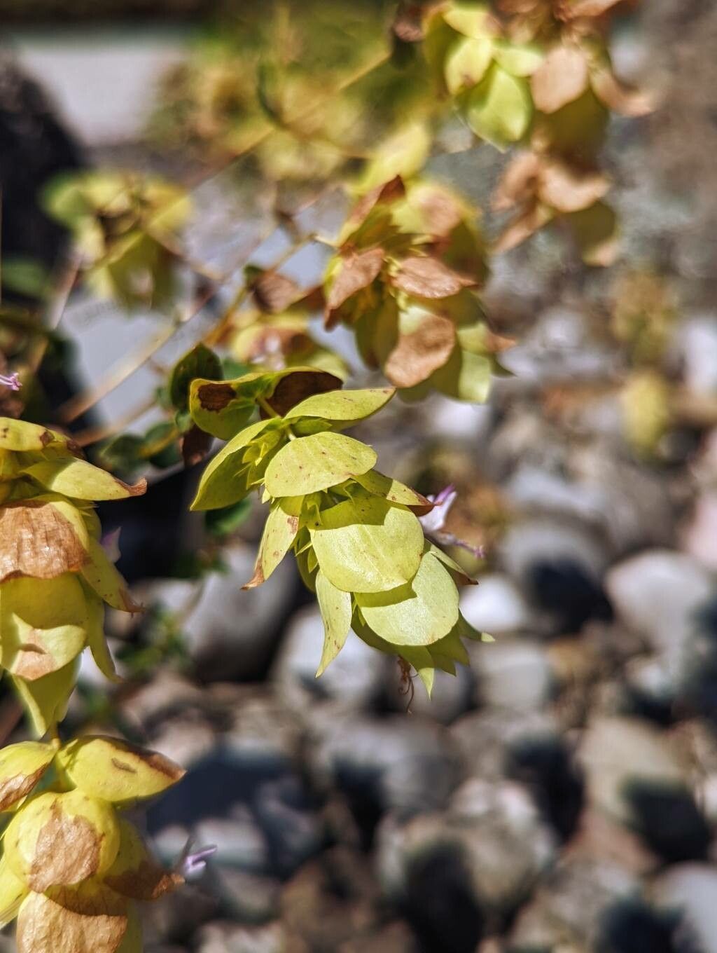 Origanum acutidens flower