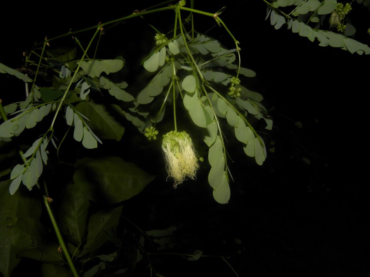 Zapoteca formosa other