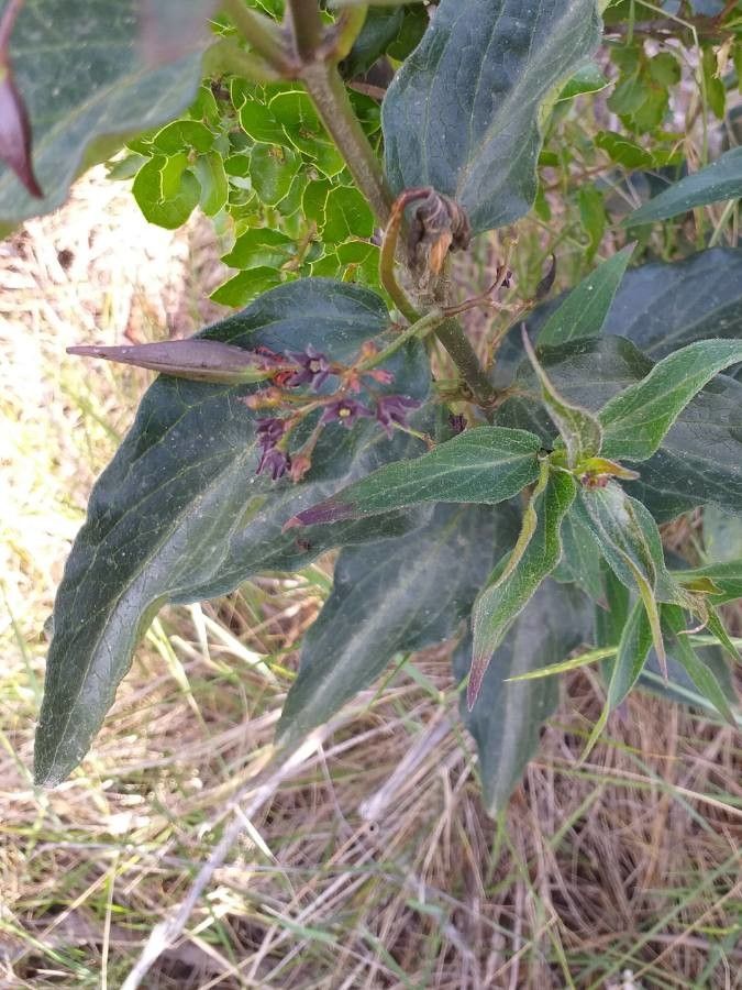 Vincetoxicum Hirundinaria fruit