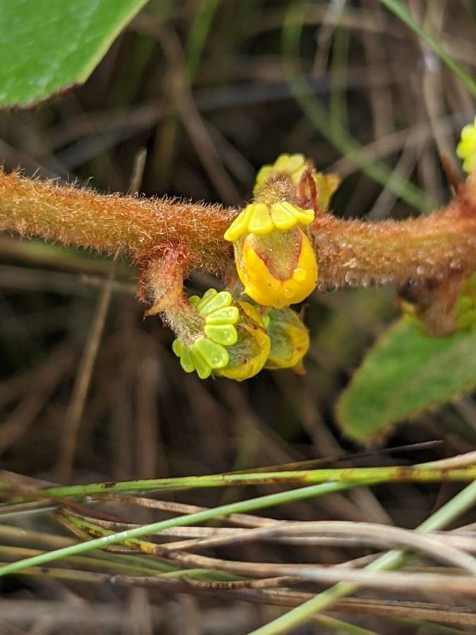Byrsonima verbascifolia flower