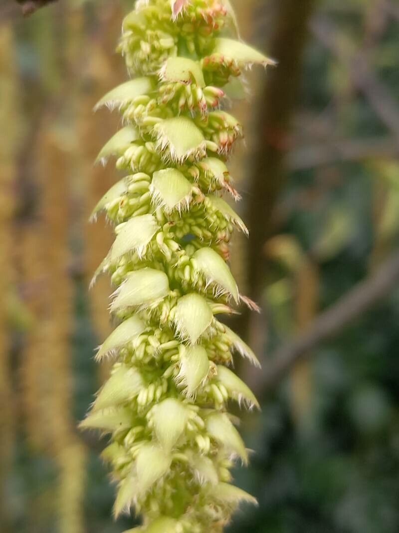 Carpinus fangiana flower