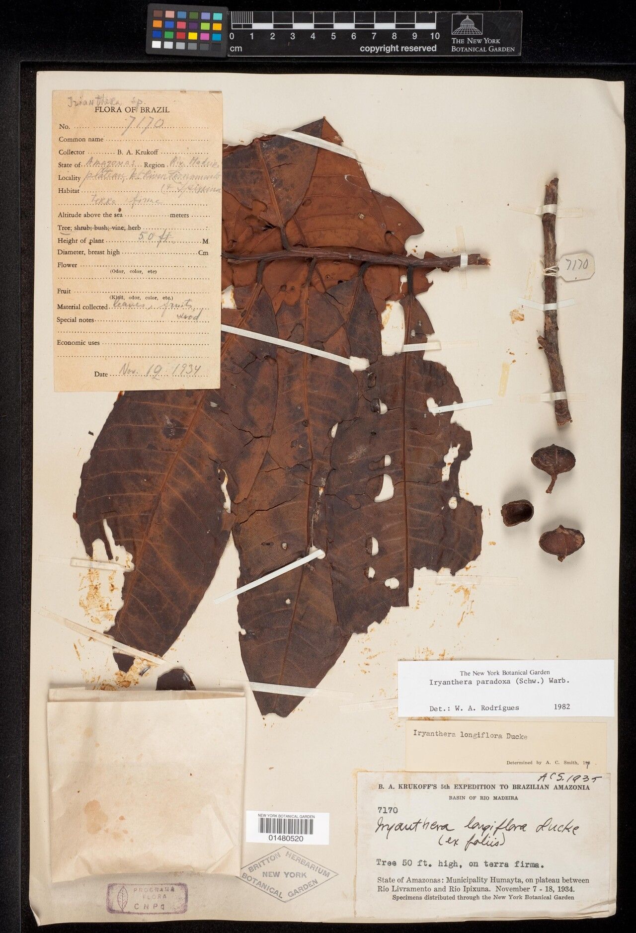 Iryanthera paradoxa — houseplant care guide