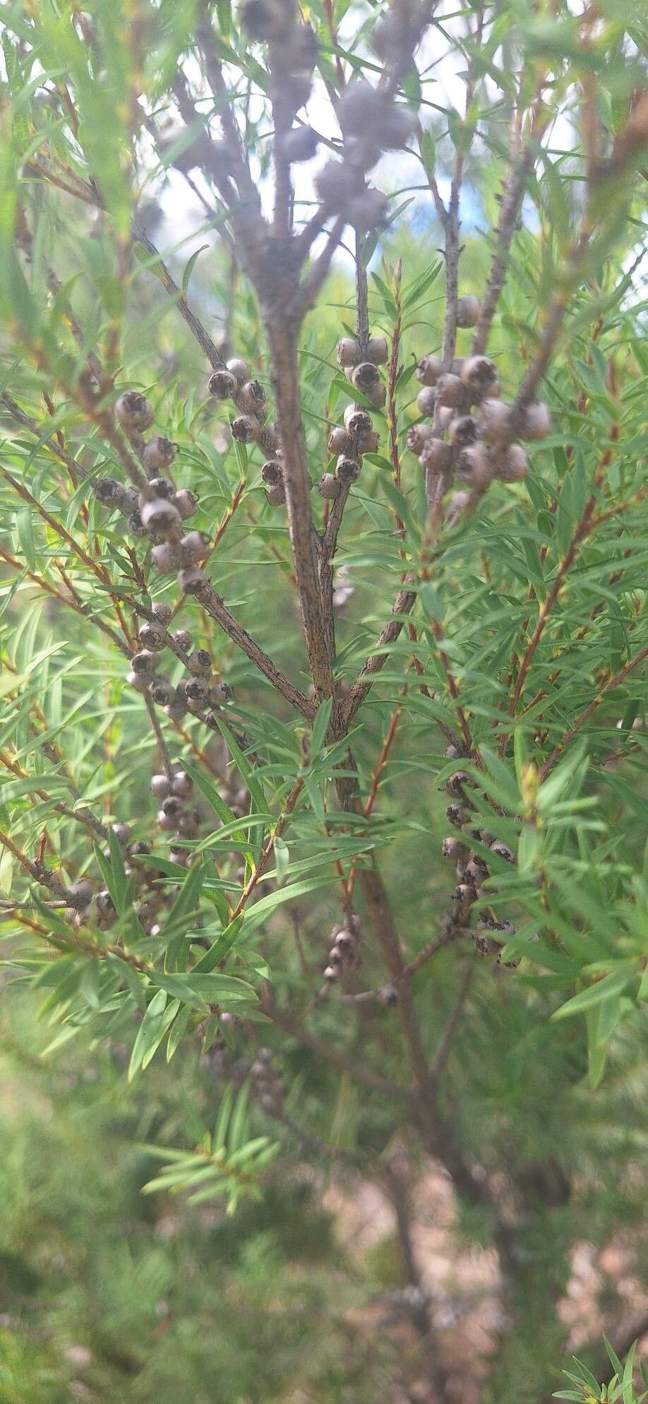 Melaleuca linophylla fruit