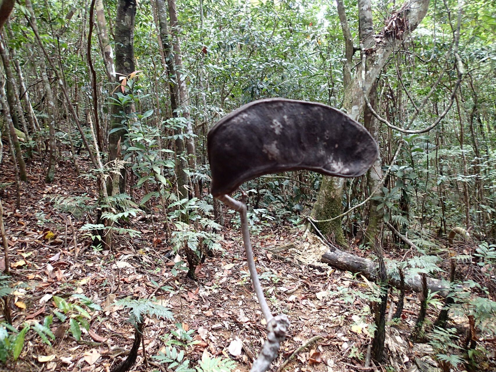 Serianthes sachetae fruit