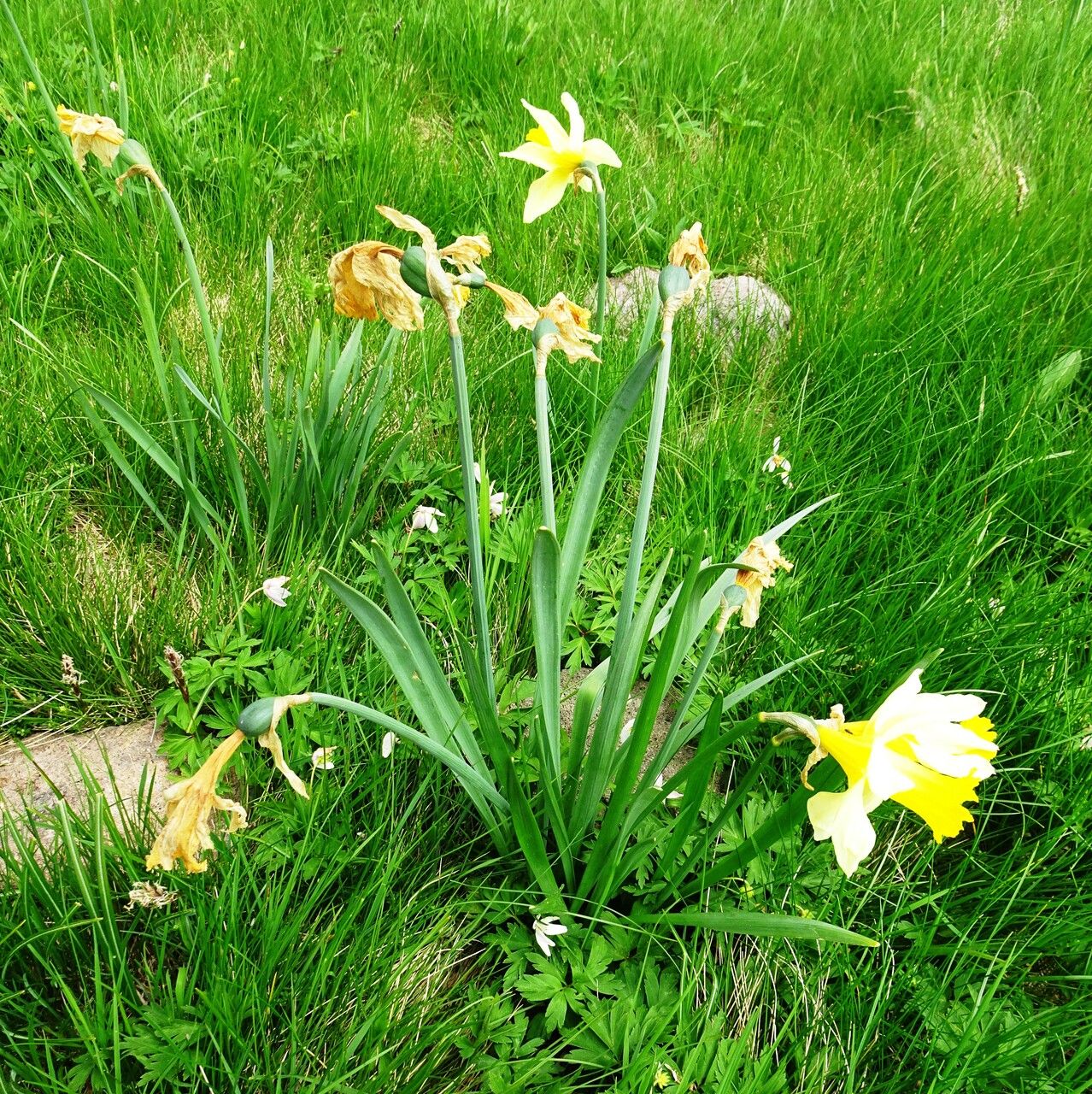 Narcissus bicolor habit