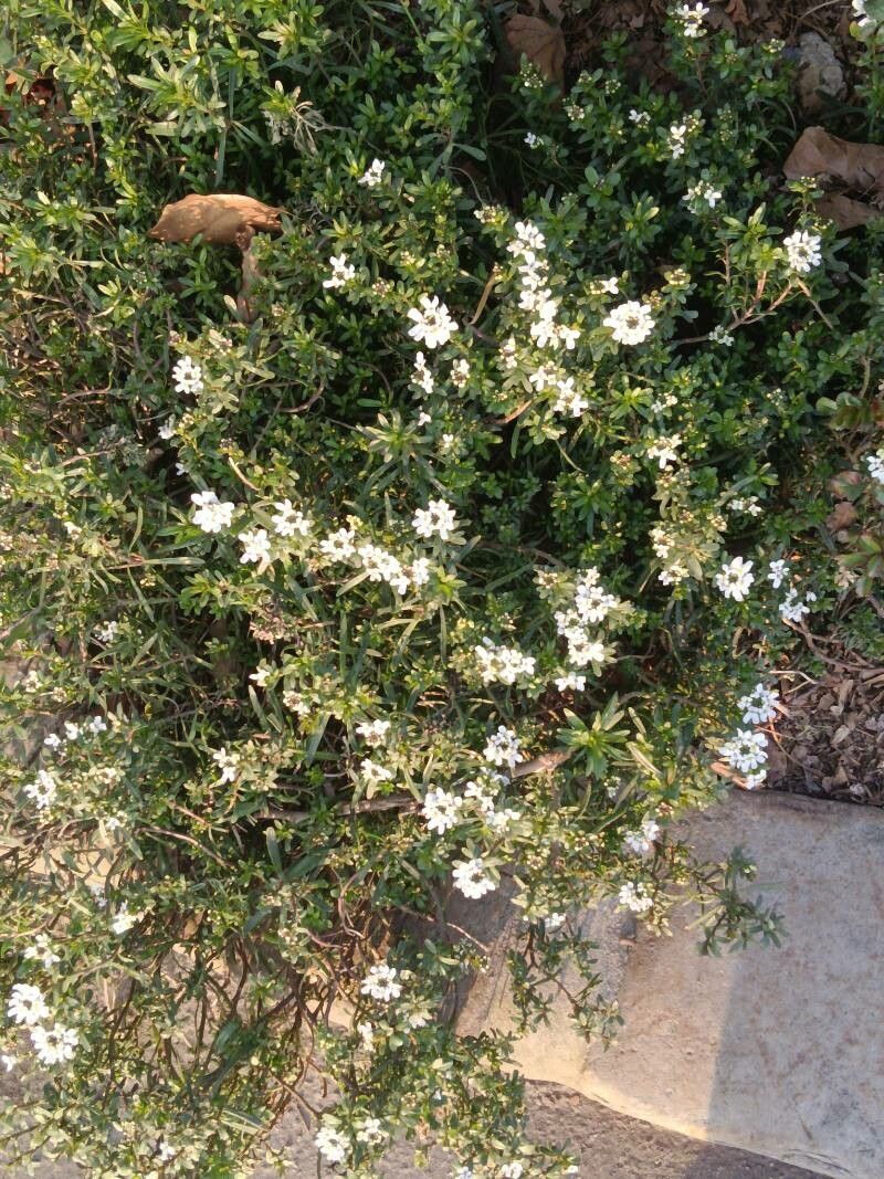 Iberis semperflorens habit