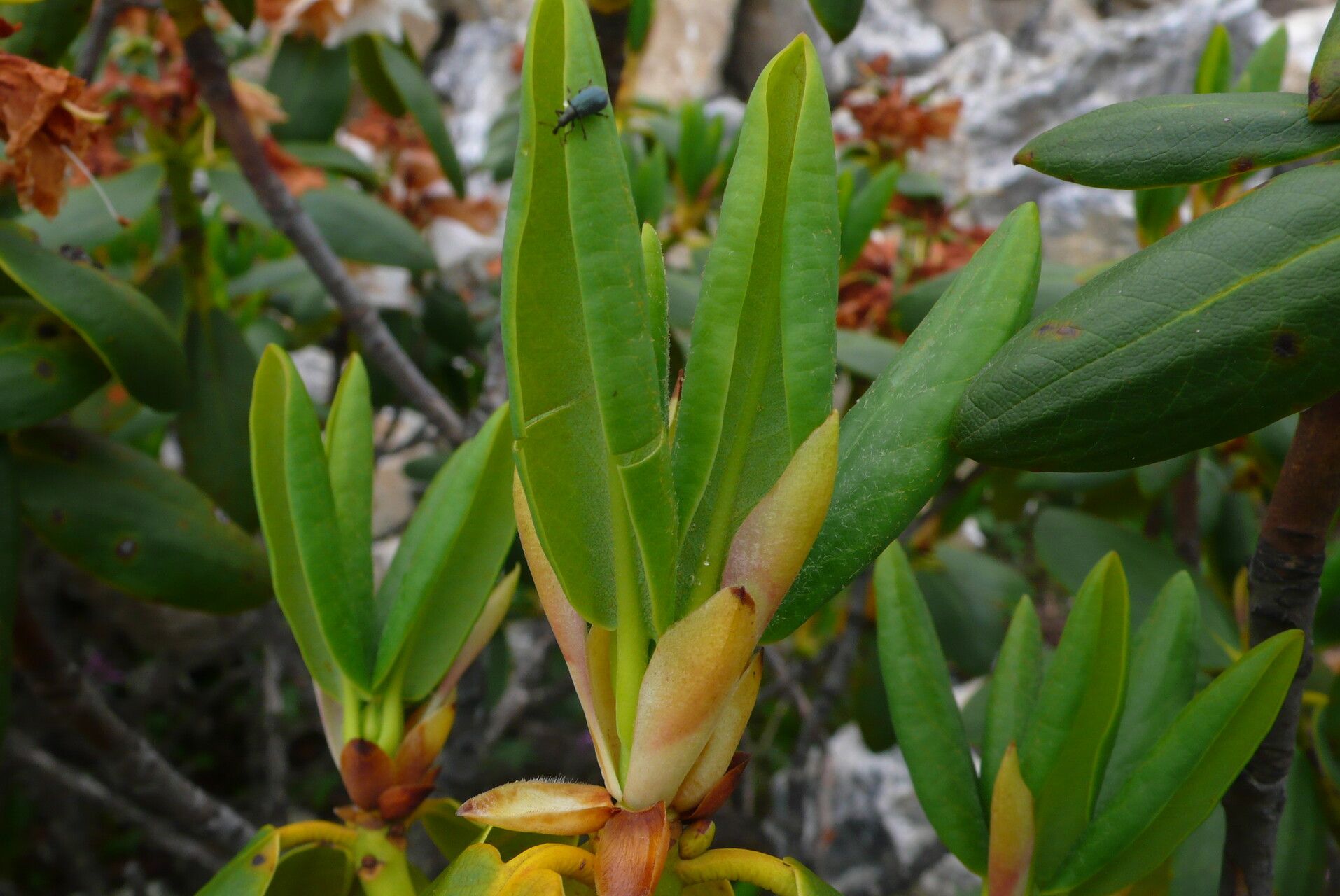 Rhododendron przewalskii — houseplant care guide