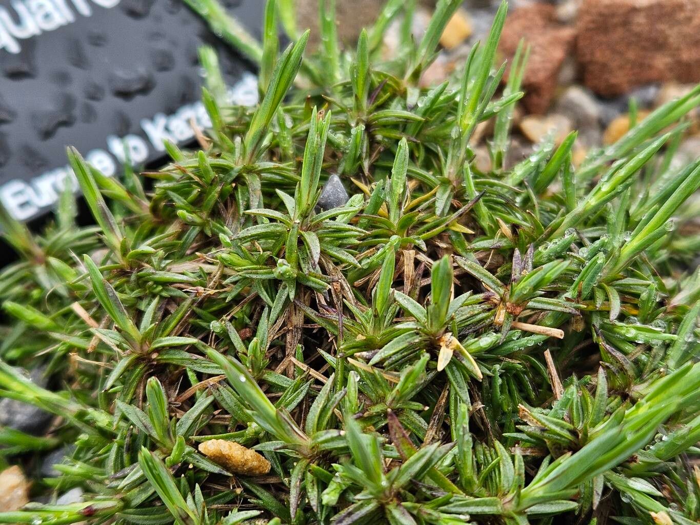 Dianthus squarrosus — houseplant care guide