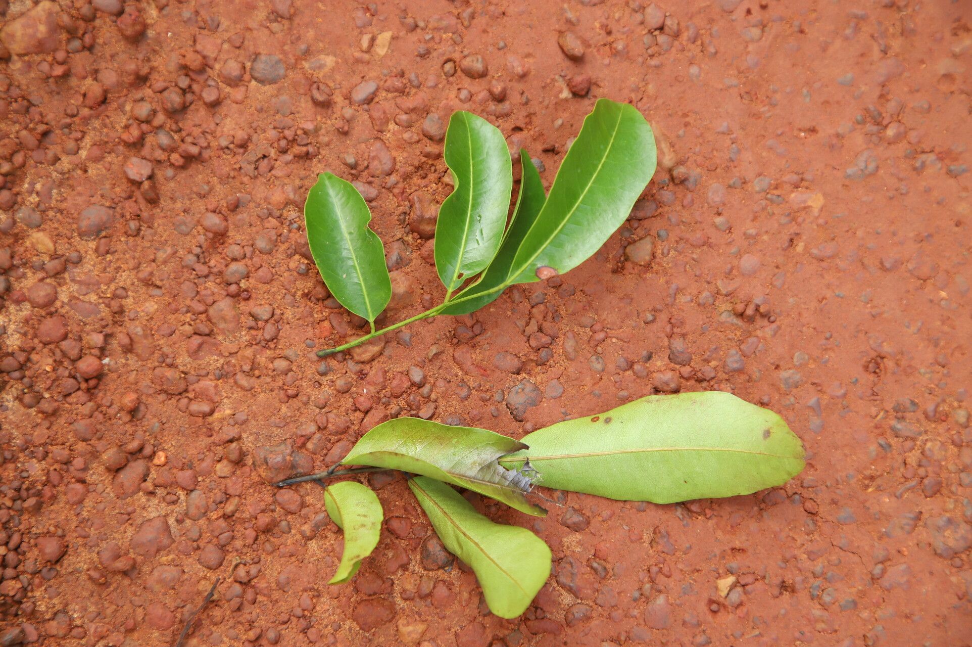 Pterocarpus tessmannii leaf