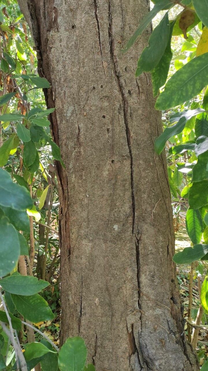 Pittosporum venulosum bark
