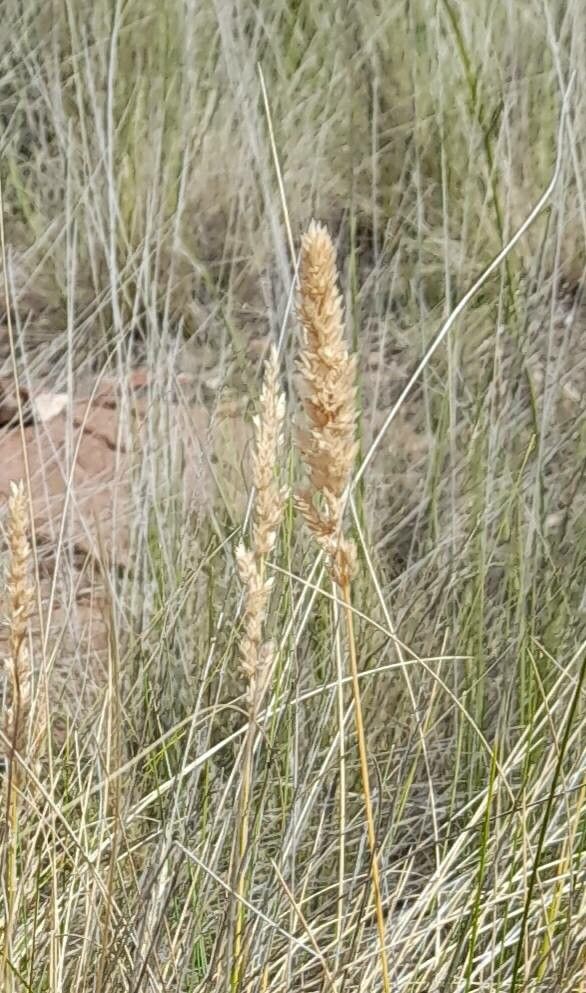Poa ligularis flower