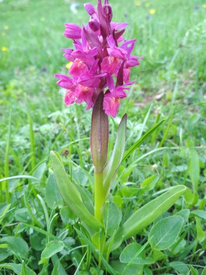 Dactylorhiza sambucina flower